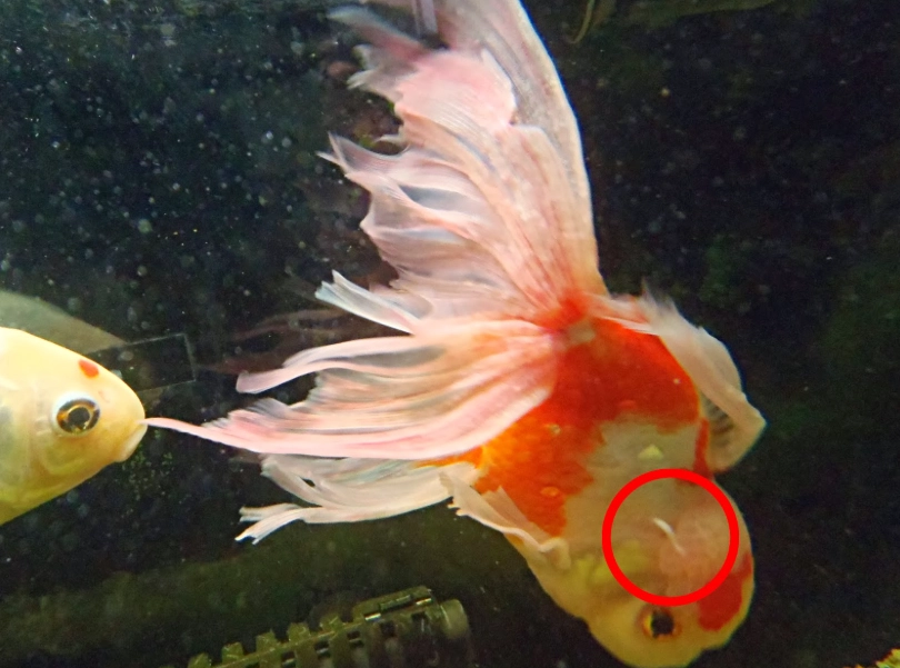 魚缸換水方法