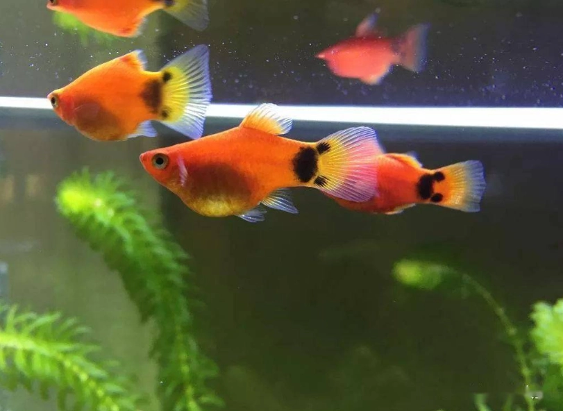 米奇魚小魚照顧
