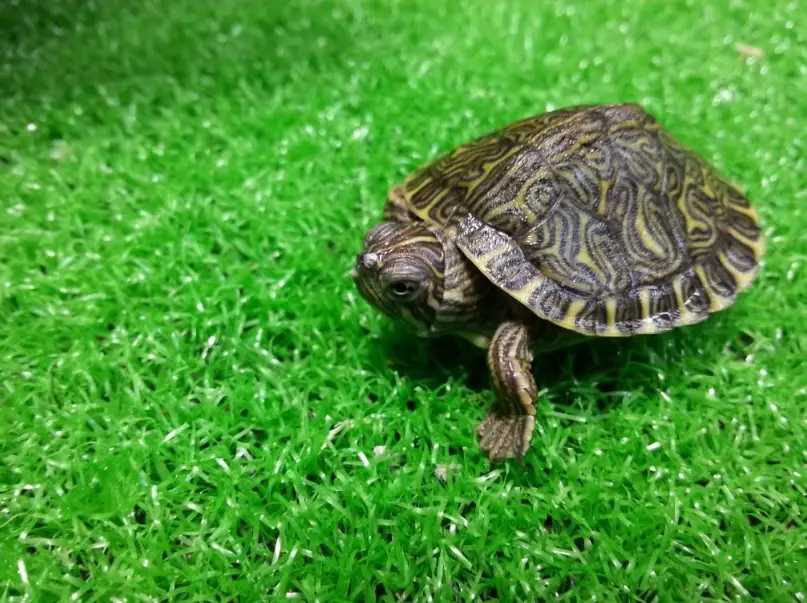 甜甜圈烏龜飼養 甜甜圈烏龜飼養