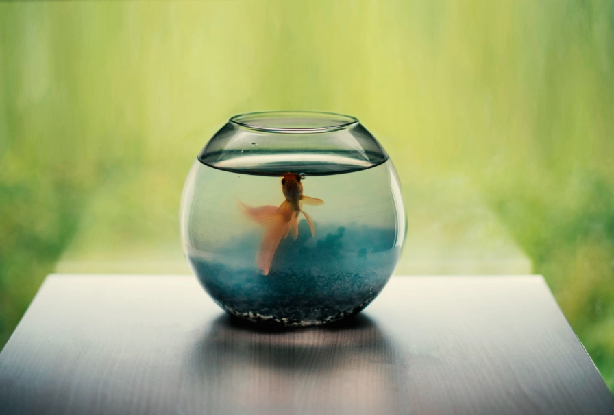 低氧魚種 低氧魚種