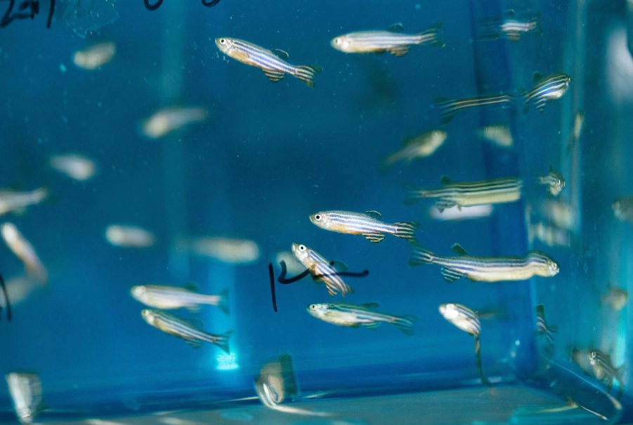 斑馬魚混養魚種