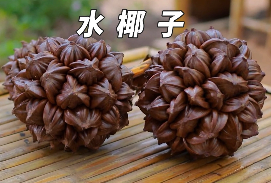 亞答子營養價值 亞答子營養價值