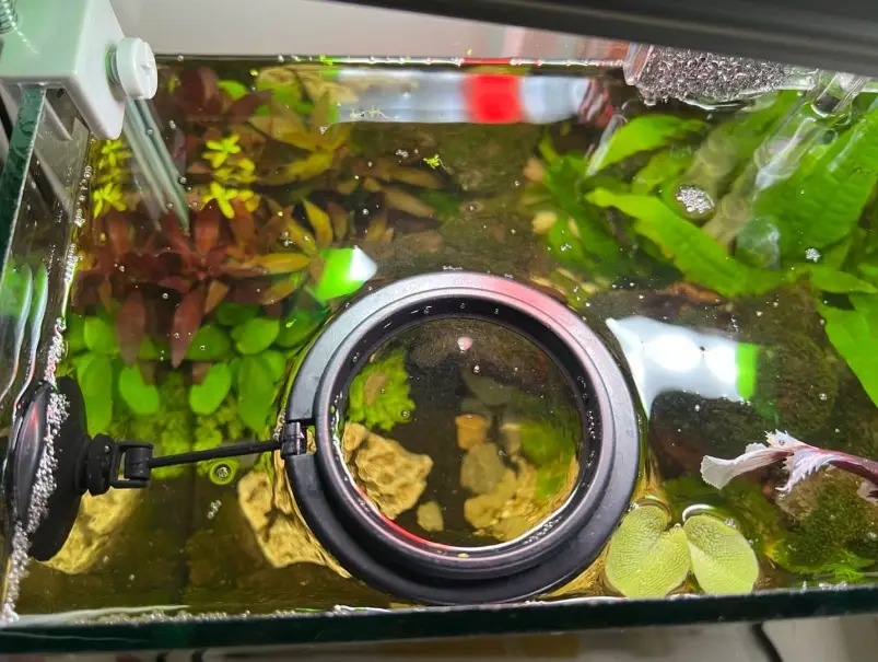 魚缸邊緣氣泡