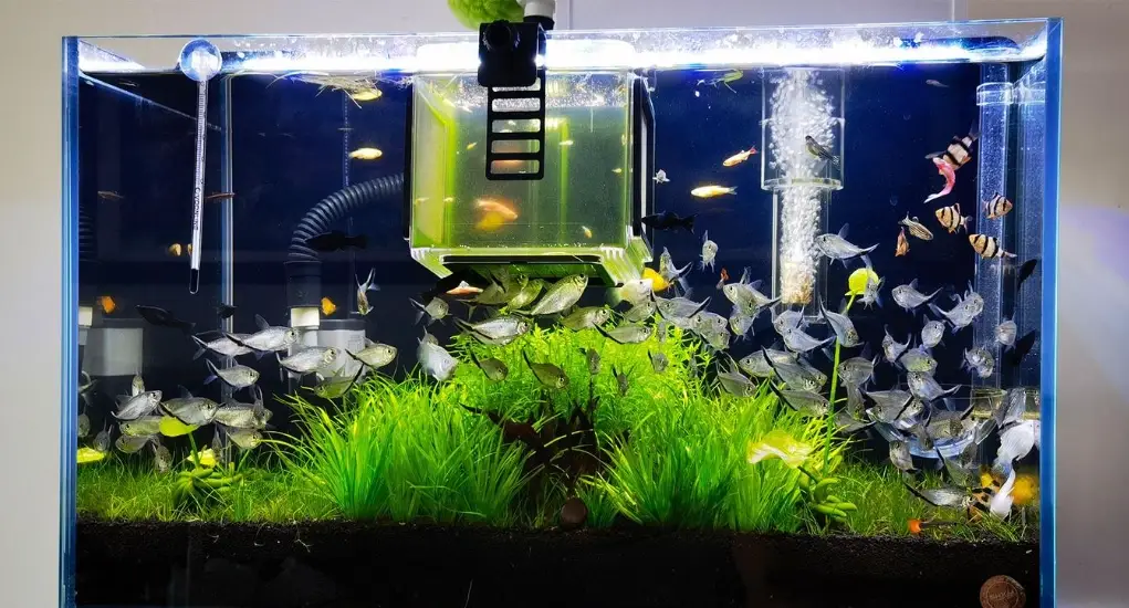 魚缸氣泡過多 魚缸氣泡過多