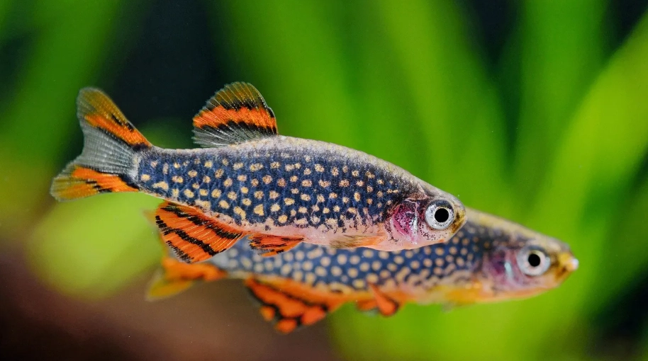 免打氣魚種 免打氣魚種