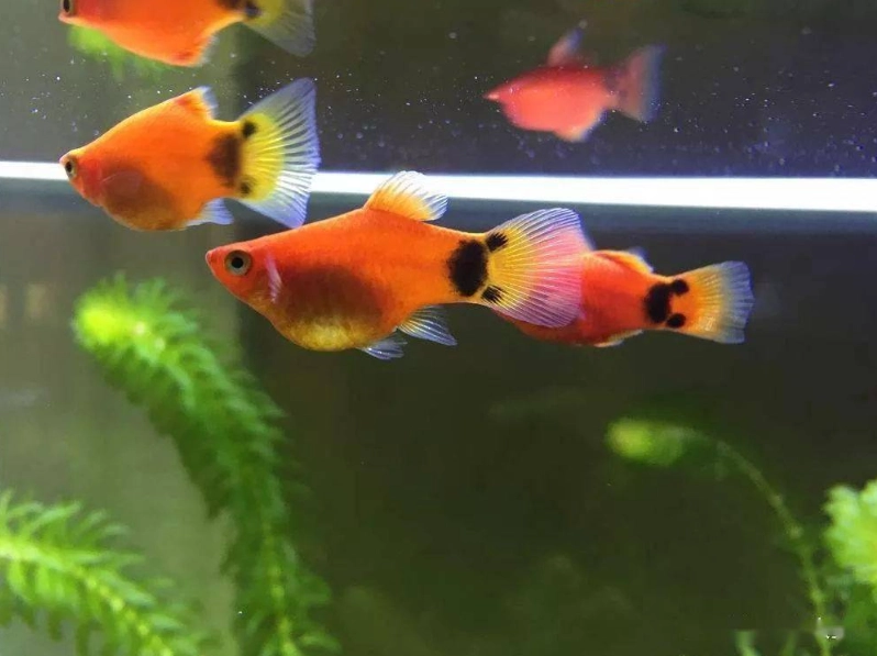 米奇魚繁殖 米奇魚繁殖
