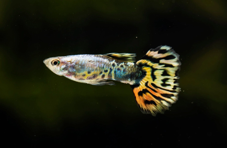 孔雀魚疾病