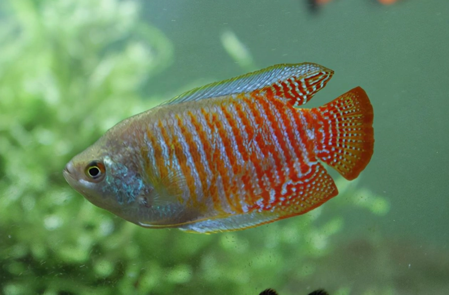 小型魚缸 小型魚缸