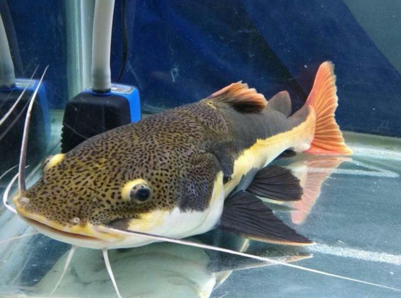 風水魚缸數目