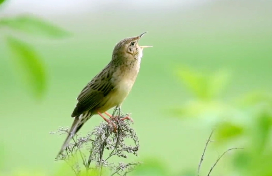 夜行性鳥類