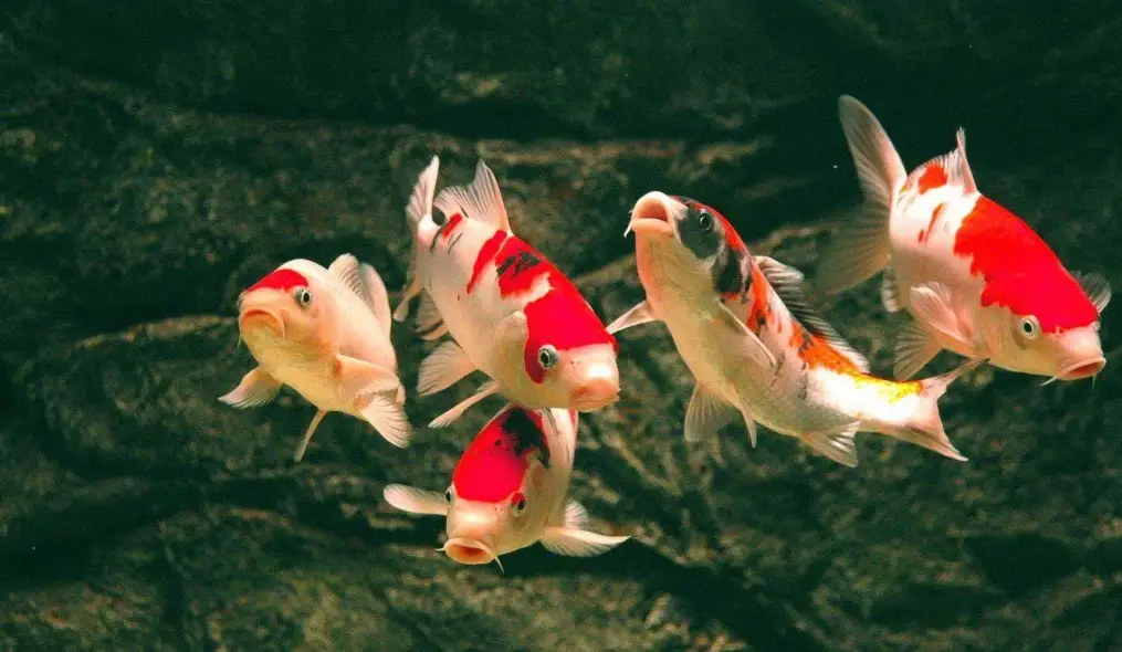 新手養魚推薦 新手養魚推薦