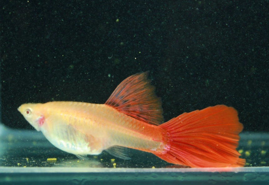 孔雀魚飼養