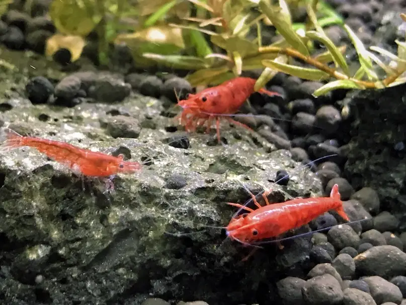 極火蝦飼養 極火蝦飼養