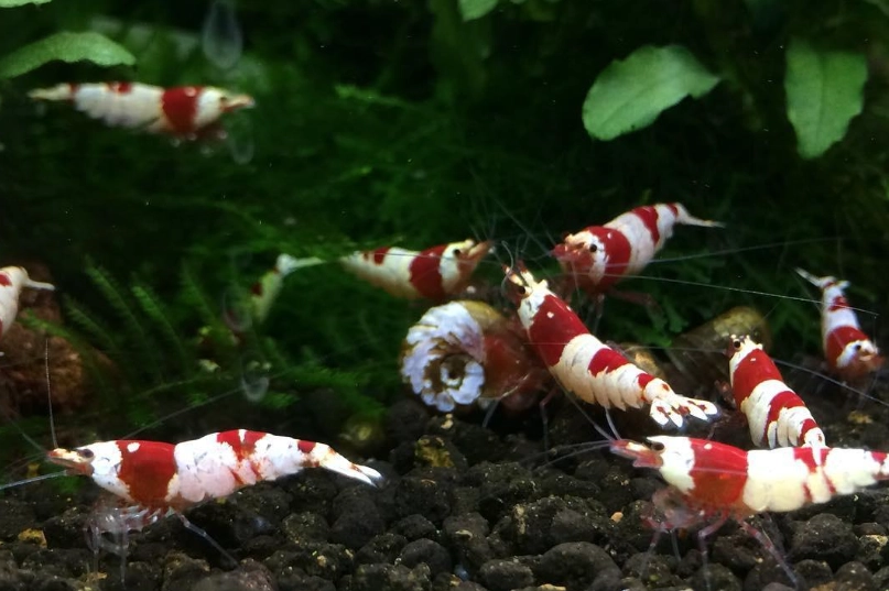水晶蝦壽命 水晶蝦壽命