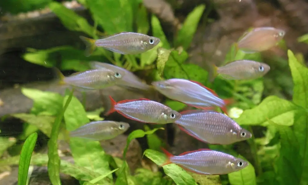 礦泉水養魚風險