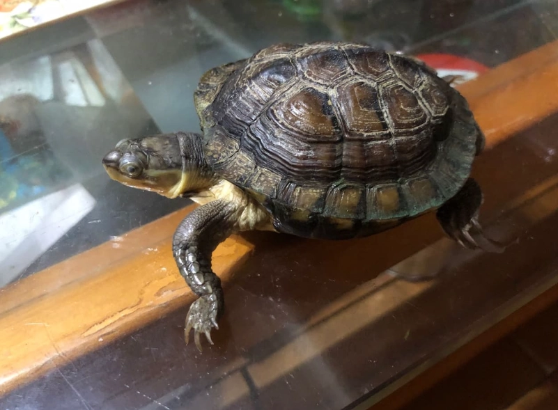養龜新手