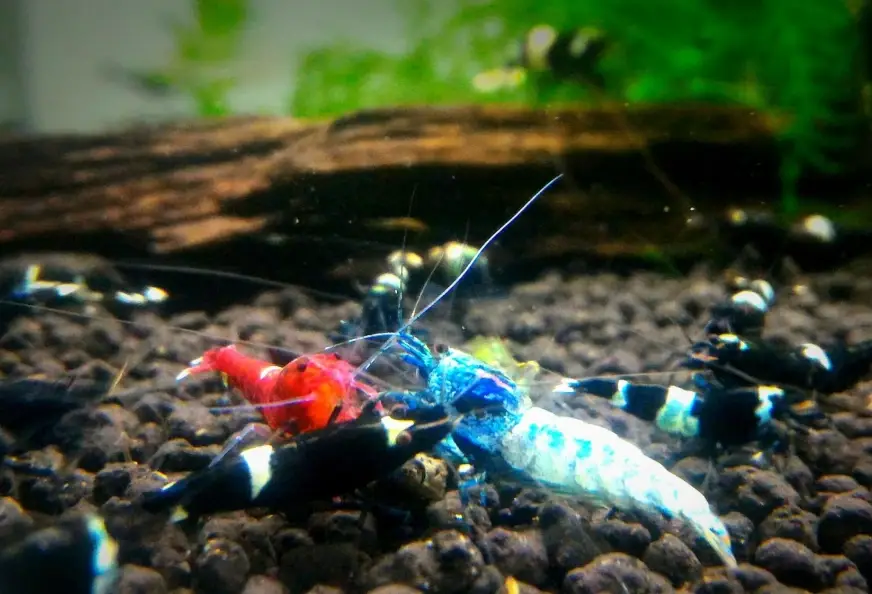 魚蝦混養 魚蝦混養