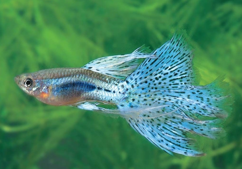 孔雀魚飼養