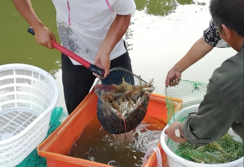 魚蝦混養 魚蝦混養