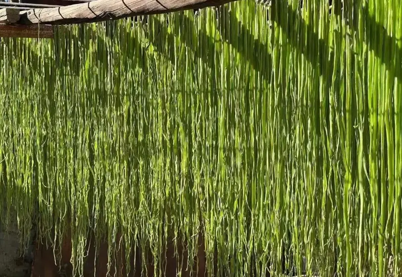 貢菜是什麼 貢菜是什麼