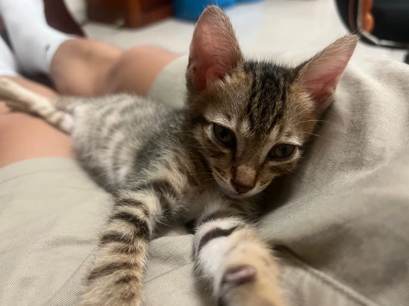 虎斑幼貓：飼養新手必懂的飲食、訓練與健康照護