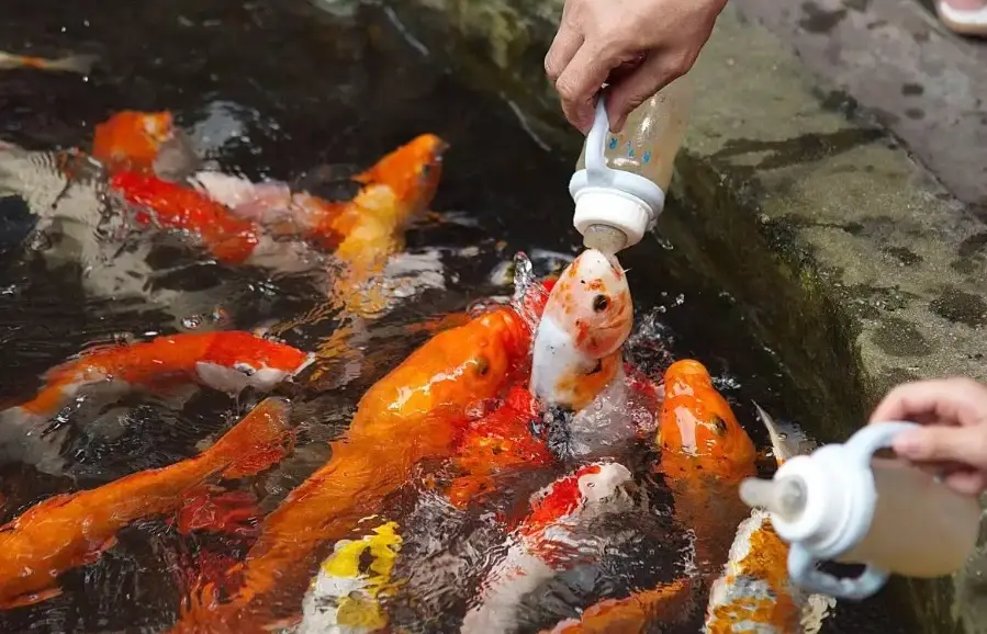 耐命觀賞魚