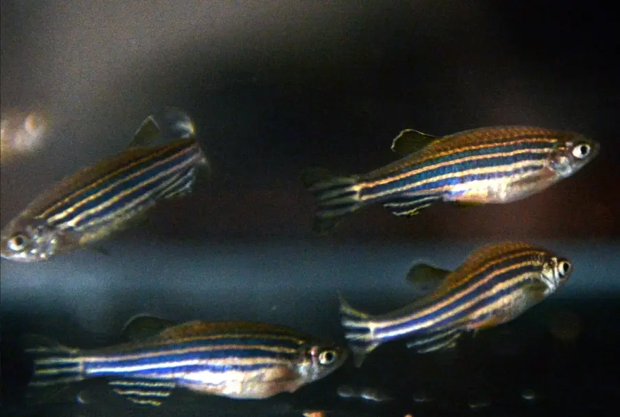 斑馬魚混養魚種