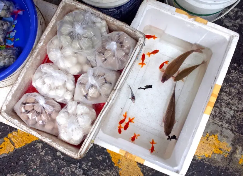 台灣魚類料理 台灣魚類料理