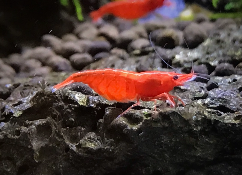 極火蝦飼料 極火蝦飼料
