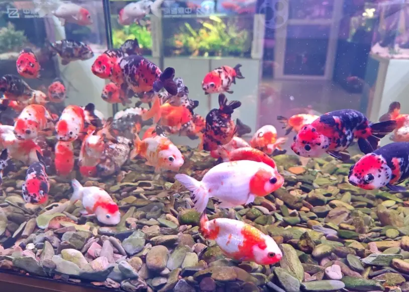耐命觀賞魚