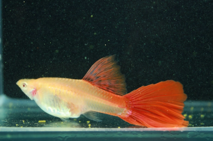 孔雀魚懷孕生產 孔雀魚懷孕生產