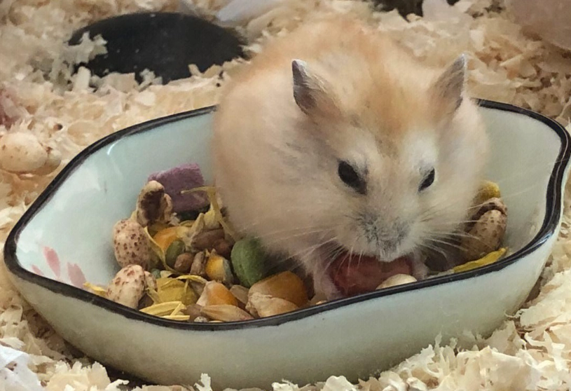布丁鼠飼養