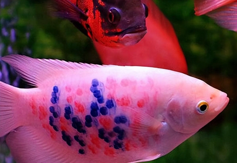 養魚數量風水