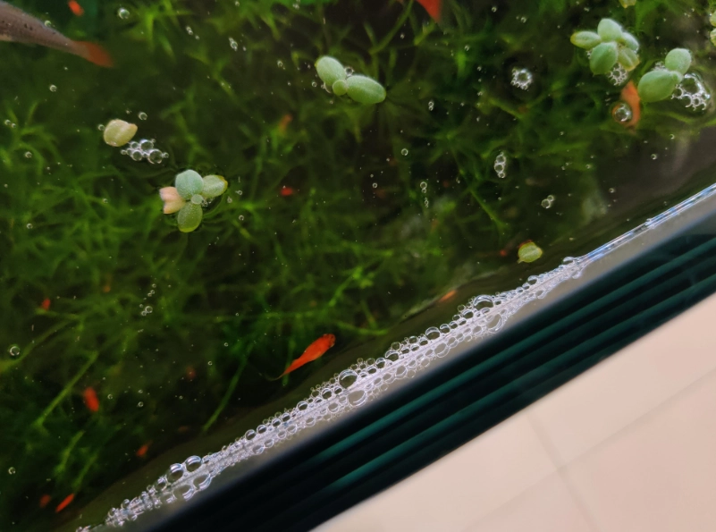 水族箱泡泡處理