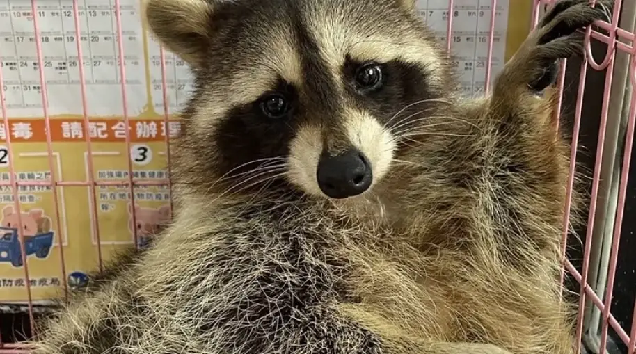 浣熊飼養合法嗎