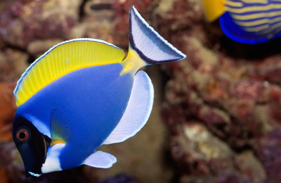 米奇魚飼養 米奇魚飼養