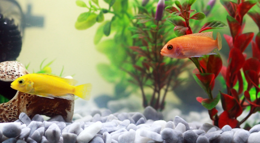 新手養魚推薦