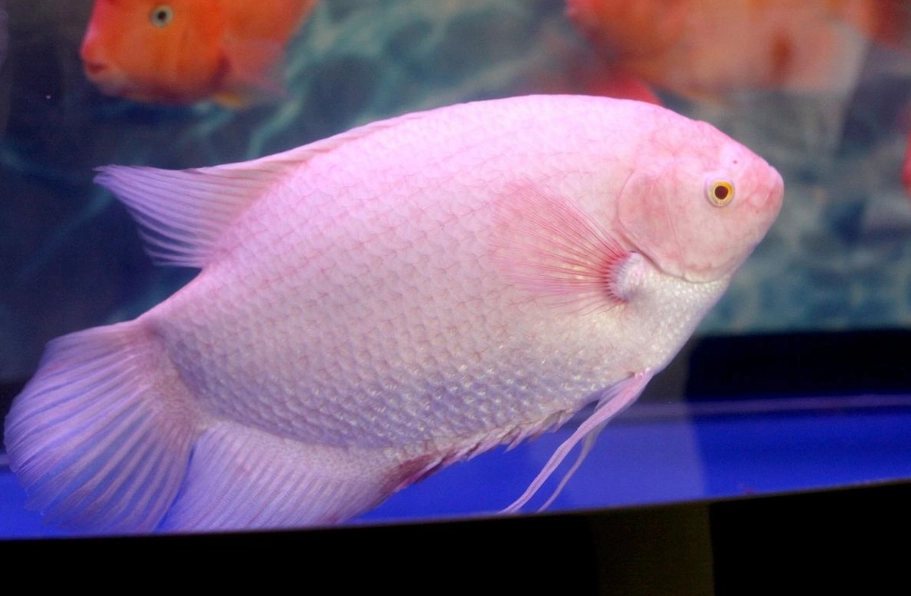 風水魚推薦 風水魚推薦