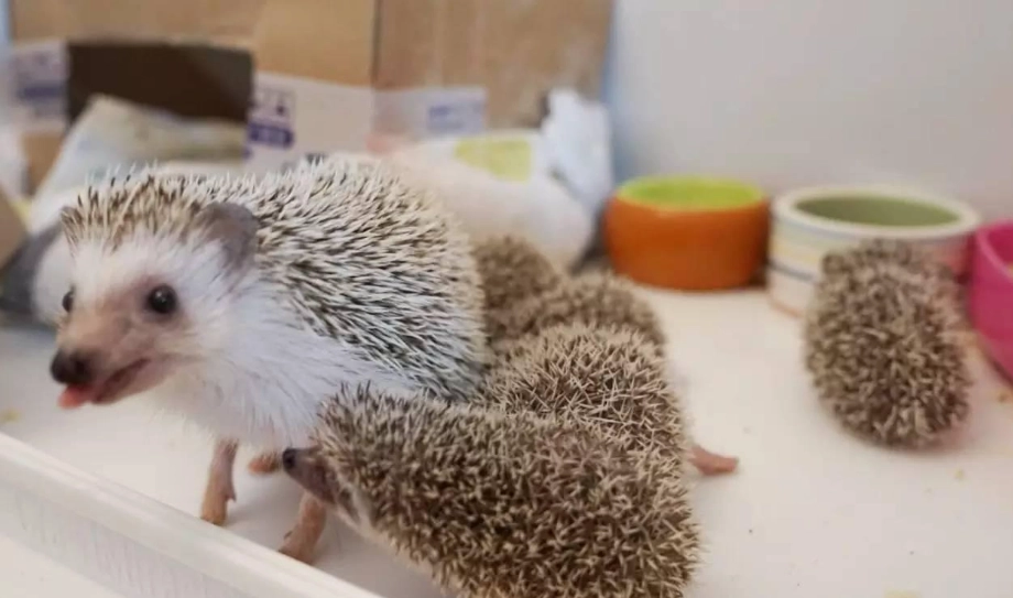 刺蝟飼養