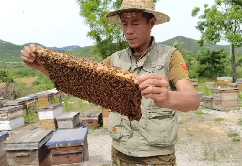 驅蜂方法 驅蜂方法
