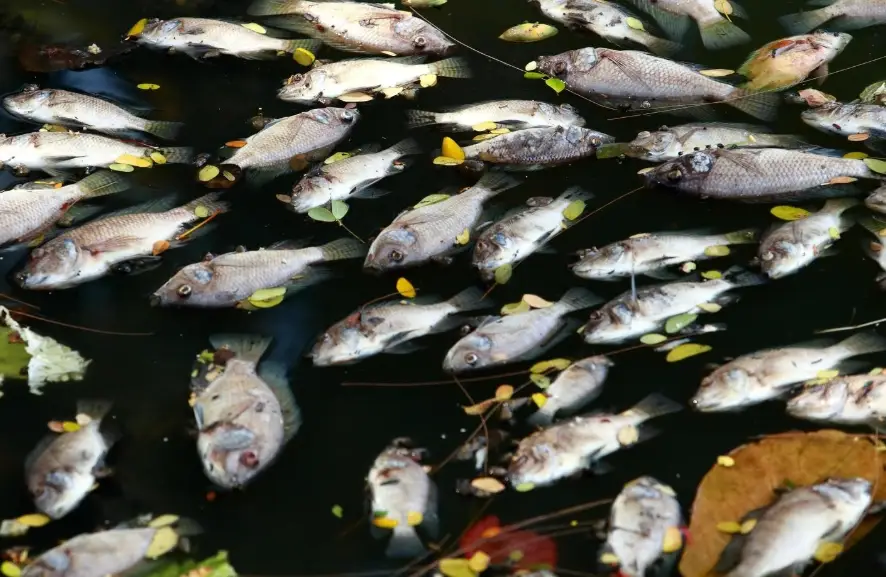 風水魚缸