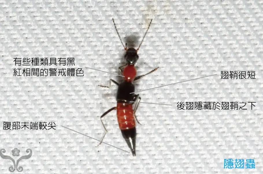 隱翅蟲怕什麼 隱翅蟲怕什麼