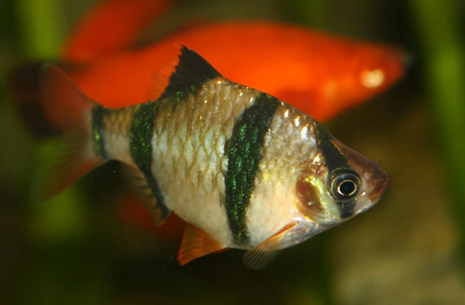小型魚缸 小型魚缸