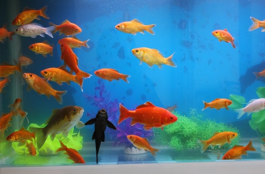 耐低氧觀賞魚 耐低氧觀賞魚