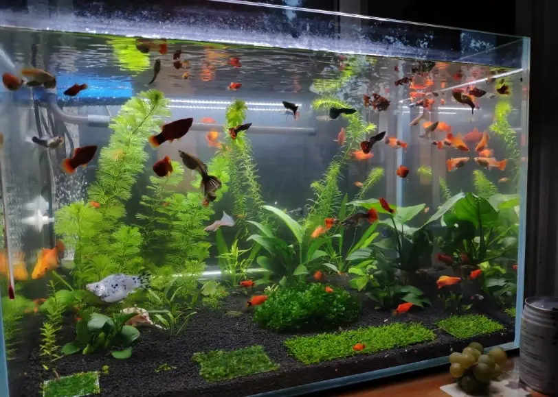魚缸硝化菌添加