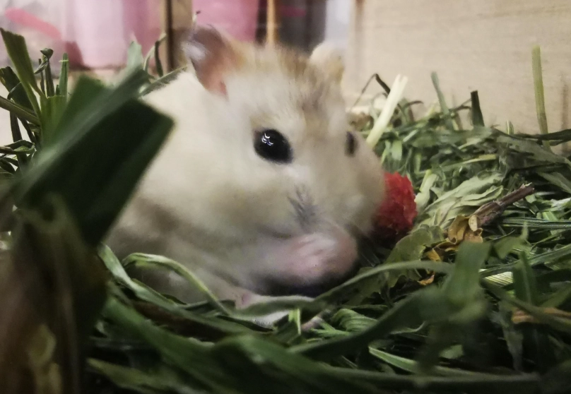 倉鼠飼養費用