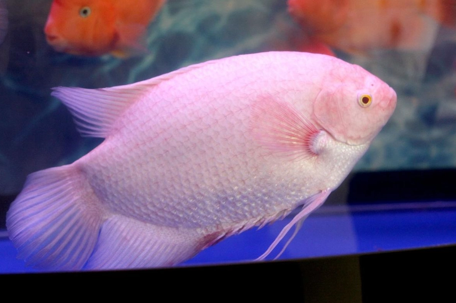 養魚數量風水