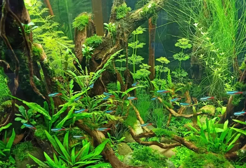 新手養魚推薦 新手養魚推薦