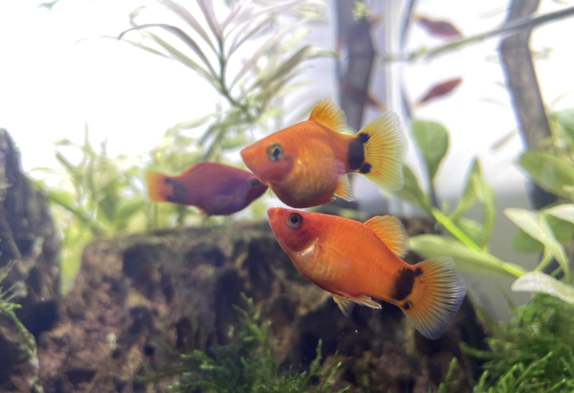 米奇魚飼養 米奇魚飼養