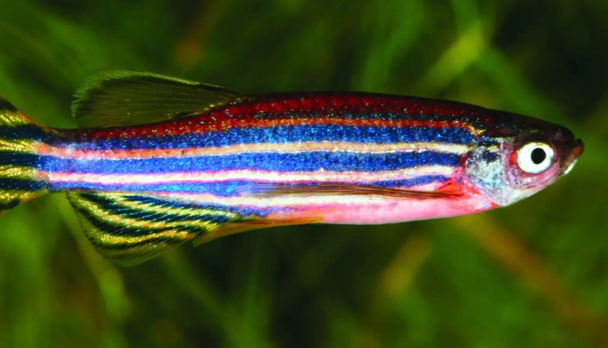 斑馬魚能活多久